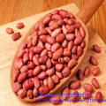 New Crop Long Shape Food Grade Raw Groundnut Kernel 28/32